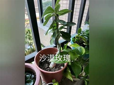 西曬陽台觀葉植物|【西曬陽台觀葉植物】西曬陽台觀葉植物推薦！耐曬又好養，讓你。